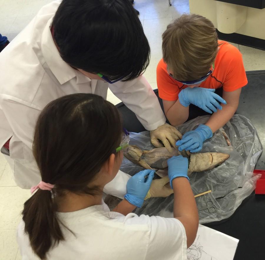 Caledonia students come dissect sharks in MSMS labs.