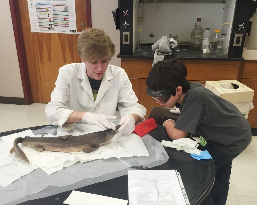 MSMS junior Christopher Slagell assists in the shark dissection. 
