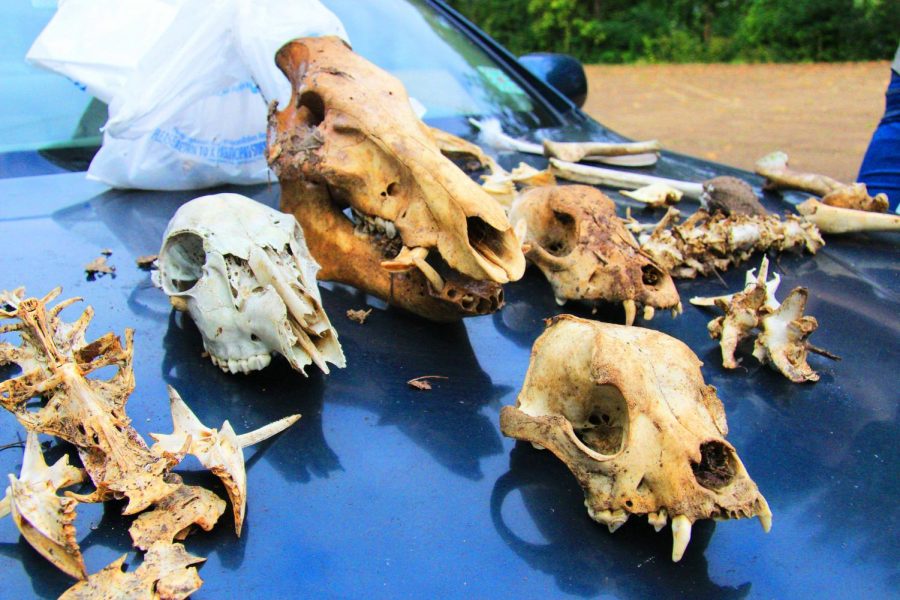 While picking up trash, several bones were found. 