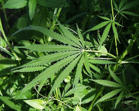 The debate over marijuana legalization in Mississippi continues despite citizens efforts to pass a bill. 